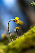  Coltsfoot in a spring forest, Bavaria, Germany 