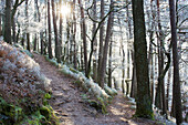  Hoarfrost on the trees in the Palatinate Forest, Maikammer, Rhineland-Palatinate, Germany 