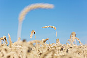 Feld mit reifem Weizen in der Pfalz, Rheinland-Pfalz, Deutschland