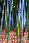 Japan, Tokyo, Imperial Palace, East Gardens,
