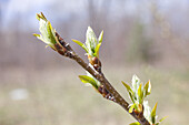 Knospen, Frühling, Natur, 