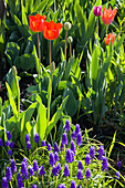  Tulpen, Blumen, Frühling, Natur, 