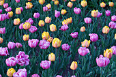  Tulpen, Blumen, Frühling, Ottawa, Kanada 
