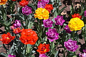  Tulpen, Blumen, Frühling, Ottawa, Kanada 