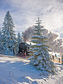  The Brocken Railway on the way to Brocken Station, Brocken, Harz, National Park, Schierke, Wernigerode, Harz District, Saxony-Anhalt, Eastern Germany, Central Germany, Germany, Europe 