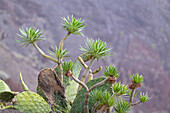  Madagascar palm on the slopes above Playa de Las Teresitas, northeast coast of Tenerife, Spain 