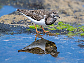 Steinwälzer (Arenaria interpres) auf Nahrungssuche an der Küste von San Cristóbal de La Laguna, Provinz Santa Cruz, Norden, Teneriffa, Spanien