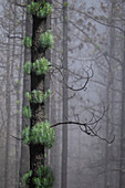  Fresh green on the trunk of a burnt conifer in Teide National Park, Tenerife, Spain 