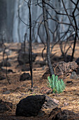  Fresh green on the forest floor after a forest fire in Teide National Park, Tenerife, Spain 