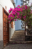  Flower splendor in the streets of Garachico, province of Santa Cruz de Tenerife, Spain 
