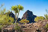 Flora bei einer Wanderung durch die Schlucht 'Barranco de Masca', Naturpark Teno-Gebirge, bei Santiago del Teide, Nordwestküste, Teneriffa, Spanien