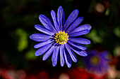  Close-up of a purple flower (Anemone blanda) with detailed petals and a green background, Jena, Thuringia, Germany 