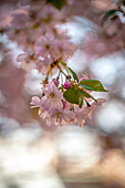  Close-up of pink cherry blossoms (Prunus cerasus) on a branch against a blurred background, Wernigerode, Saxony-Anhalt, Germany 
