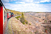  Steam train of the Harz Narrow Gauge Railway travels through a hilly, wooded landscape in the Harz Mountains under a blue sky, Wernigerode, Saxony-Anhalt, Germany 