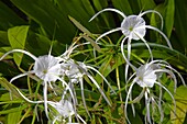 Malaysia, Sabah, Sepilok, Regenwald, Blume