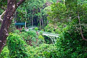 Malaysia, Sabah, Sepilok, rainforest, flora, vegetation, plants, trees, canopy walkway