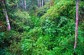 Malaysia, Sabah, Sepilok, rainforest, flora, vegetation, plants, trees, Rainforest Discovery Centre, 
