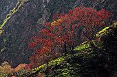  Autumn in Nuns Valley, Madeira, Portugal 