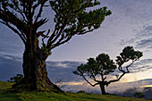  Fairytale forest in Fanal, Madeira, Portugal 