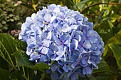 Portugal, Azores, Faial Island, hydrangea flower, 