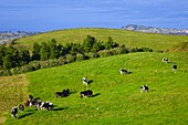 Portugal, Azores, Sao Miguel Island, cattle, grazing, 