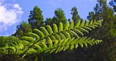 Portugal, Azores, Sao Miguel Island, Furnas, tree fern, 