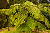 Portugal, Azores, Sao Miguel Island, Furnas, Terra Nostra Park, tree fern, 