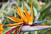 Portugal, Azores, Sao Miguel Island, Ponta Delgada, bird of paradise flower, strelitzia