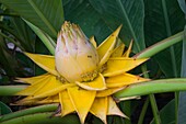  Portugal, Madeira, Funchal, Musella lasiocarpa, chinesische Zwergbanane, Blume,  