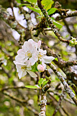 Blühender Apfelbaum, Malus prunifolia, Rosaceae, Manzano en flor, Amorebieta, Bizkaia, Baskenland, Spanien