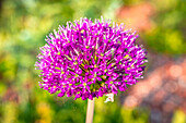  Bright purple allium blossom in a garden against a soft, blurred background, Jena, Thuringia, Germany 