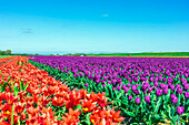 Tulpenfelder (Tulipa) auf der Insel Texel, Nordholland, Niederlande