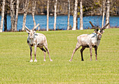  Reindeer in a meadow near Elga, Femundsmarka National Park, Innlandet County, Norway, Scandinavia 