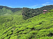 Tea Plantation in the Cameron Highlands, Malaysia\n