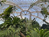 Palmenhaus unter Glaskuppel, Kew Gardens, London, England, Großbritannien