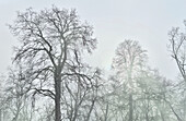 Misty autumn trees, Oxfordshire, UK\n