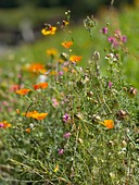 Wild flower meadow, Chelsea, London, UK\n