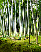 Bamboo forest - Arashiyama Bamboo Griove, Arashiyama, Japan\n