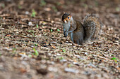 Cute eastern grey squirrel forages for food in autumn foilage