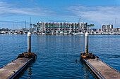 California Sea Lions on piers at Marina Del Rey, Los Angeles, USA