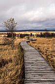  Boardwalk in the Fagne des Daux Séries, High Fens, Province of Liège, Belgium 