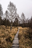  Boardwalk in the Fagne des Daux Séries, High Fens, Province of Liège, Belgium 