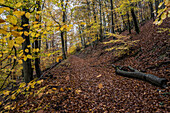  Autumnal deciduous forest in the Eifel National Park, Heimbach, North Rhine-Westphalia, Germany 
