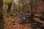  Autumnal deciduous forest in the Eifel National Park, Einruhr, North Rhine-Westphalia, Germany 