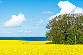  View of a rapeseed field with the Baltic Sea in the background, Hohwacht Bay, Sehlendorf, Ostholstein, Schleswig-Holstein, Germany 