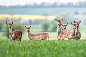 A herd of female fallow deer, Ostholstein, Schleswig-Holstein, Germany 