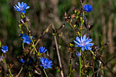  Common chicory (Cichorium intybus) 