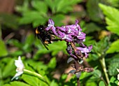 Dunkle Erdhummel (Bombus terrestris) an lila Blüten im Wald, Karlsbader Weiher, Salzburg, Österreich
