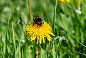 Dunkle Erdhummel (Bombus terrestris) auf Löwenzahn (Taraxacum officinale), Natura 2000 Gebiet Salzachauen, Salzburg, Österreich