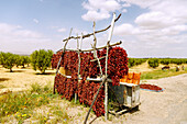  Stall selling dried Piment de Baklouti (Baklouti pepper, chili pepper) and ready-made Harissa on the road to Sbeitla, Tunisia 